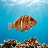 Hawkfish perching motionless on a coral head, showing mottled reddish and white patterning against a tropical reef backdrop.