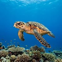 Hawksbill sea turtle with narrow pointed beak and amber-patterned shell swimming over a coral reef.