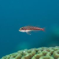 Tiny striped triplefin perched on coral rubble, its slender body marked with dark longitudinal stripes.