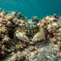 Yellow Shore Crab with a mottled greenish-yellow carapace clinging to a rock in shallow cold water.
