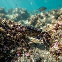 Purple Rock Crab
