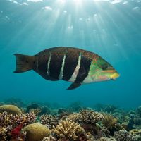 Adult barred thicklip wrasse with dark vertical bars and pale green-white body over a coral reef.