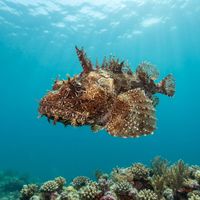 Adult sea raven with mottled reddish-brown warty skin resting on a rocky cold-water seabed.