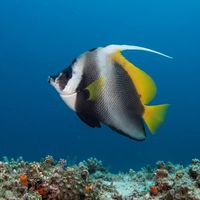 Singular Bannerfish