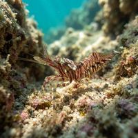 Sitka Coastal Shrimp