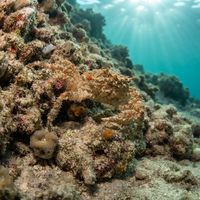 Rugose spider crab with a spiny, algae-covered shell resting on a rocky Mediterranean reef.