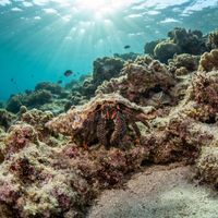 Hermit Crab