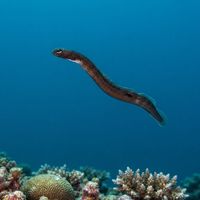 Garden Eel