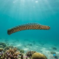 Taylor's Garden Eel