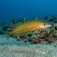 Giant Kelpfish