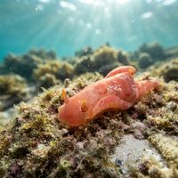 Hexabranchus aureomarginatus
