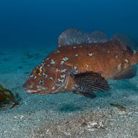 Kelp Greenling