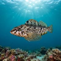 Whitespotted Greenling