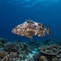 Highfin Grouper