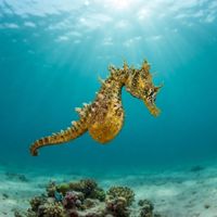 Shorthead Seahorse
