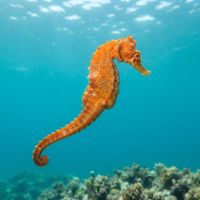 Pacific Seahorse