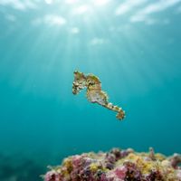 Tiny Pontoh's pygmy seahorse with a pale mottled body clinging to algae on a coral reef.