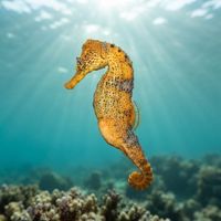 Adult longsnout seahorse in orange colouring gripping a sponge on a Caribbean reef.