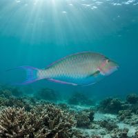 Longnose Parrotfish