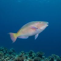 Longnose Parrotfish