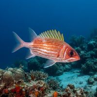 Adult squirrelfish with reddish body, white stripes and large eyes sheltering under a reef ledge.