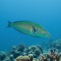 Pastel Ringwrasse