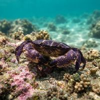 Adult blackberry crab with dark purple, bumpy shell resting on a rocky reef ledge in cool water.