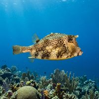 Honeycomb Cowfish with a rigid boxy body and hexagonal yellow-brown patterning swimming close to a coral reef.