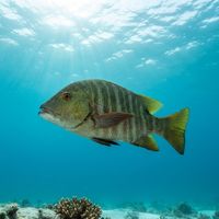Adult Mexican barred snapper with reddish-brown body, pale vertical bars, and thick lips hovering near a rocky Pacific reef.