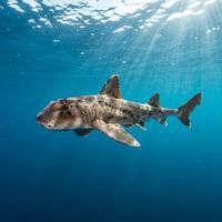 Horn Shark