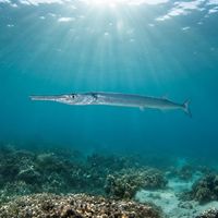 Adult houndfish with a long silver body and elongated beak-like jaws swimming near the surface above a reef.
