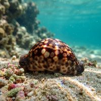 Humpback Cowrie