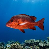 Humpback snapper with a deep reddish-pink body, arched back profile, and pale belly swimming near a coral reef.