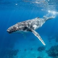 Humpback whale with distinctive long white pectoral fins and dark grey back swimming in open blue water.