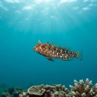 Oyster Blenny