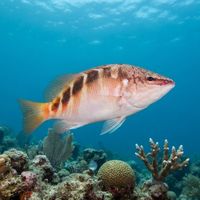 Halfbanded Seaperch