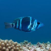 Adult indigo hamlet, a slender deep-blue reef fish with faint pale bars, hovering near a Caribbean coral reef.