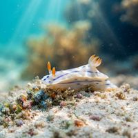 Hypselodoris Bertschi