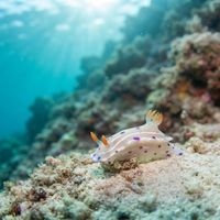 Cape Dorid