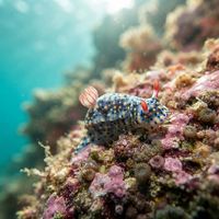 Painted nudibranch with blue-purple body and orange spots on a coral reef surface.