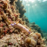 Hypselodoris Peasei