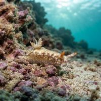 Hypselodoris Skyleri