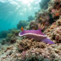 Hypselodoris Variobranchia