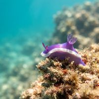 Hypselodoris Violacea
