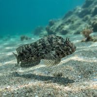Notchbrow Blenny
