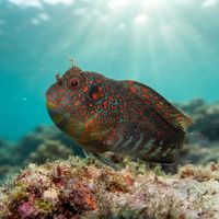 Tessellated Blenny