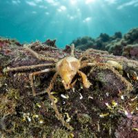 Anemone spider crab with long spindly legs and mottled brown shell perched among anemone tentacles.