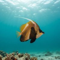 Indian Bannerfish