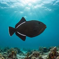 Indian Triggerfish
