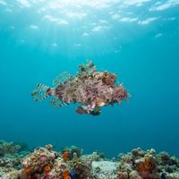 Two-stick Stingfish